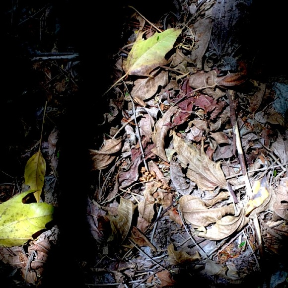 Meet your Posher, Lily - Picture 1 of 1